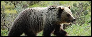 Thumbnail image for Prepare for bears