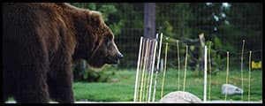 Thumbnail image for A shocking new way to store your food in bear country