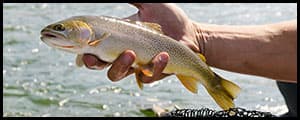 Thumbnail image for Study: Decline of cutthroat trout forces grizzlies to eat more elk