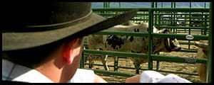 Thumbnail image for Backstage at the College National Finals Rodeo