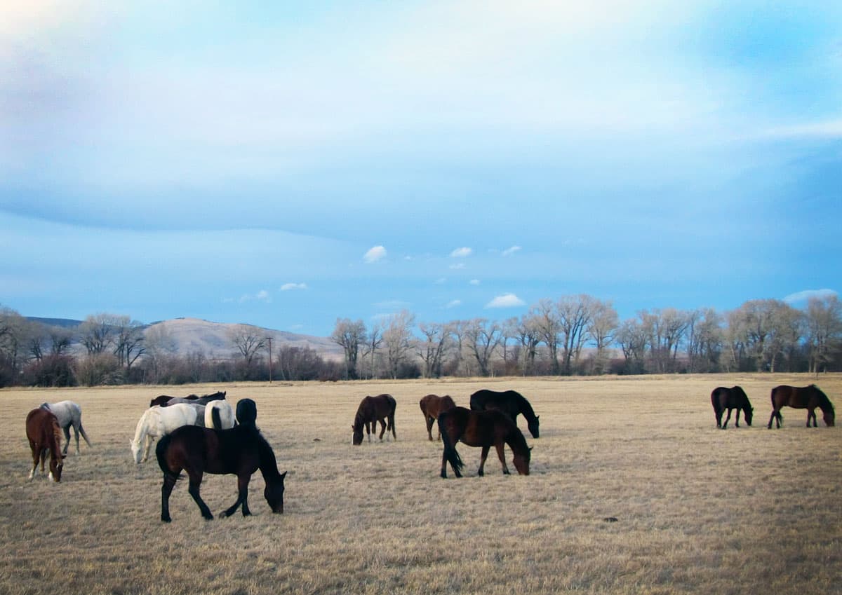 Second wild horse ecosanctuary proposed near Lander News Columns