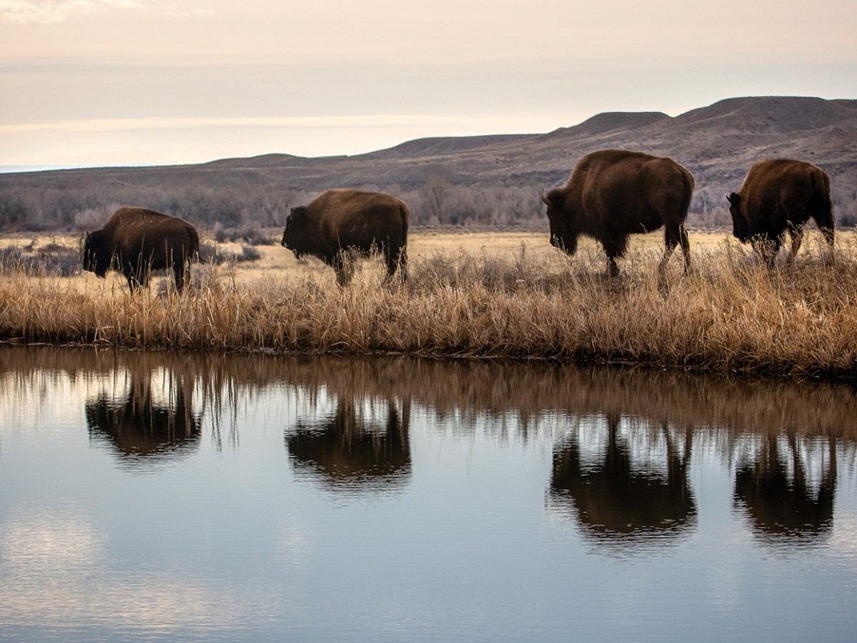 The Trump administration sent Greater Yellowstone into chaos. What’s next?