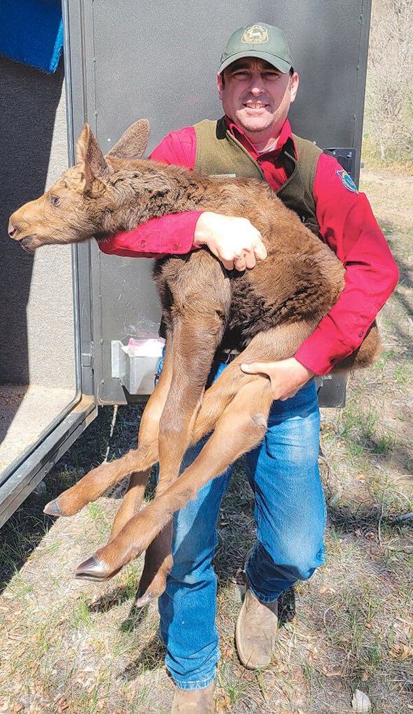 Tony Mong with a moose calf