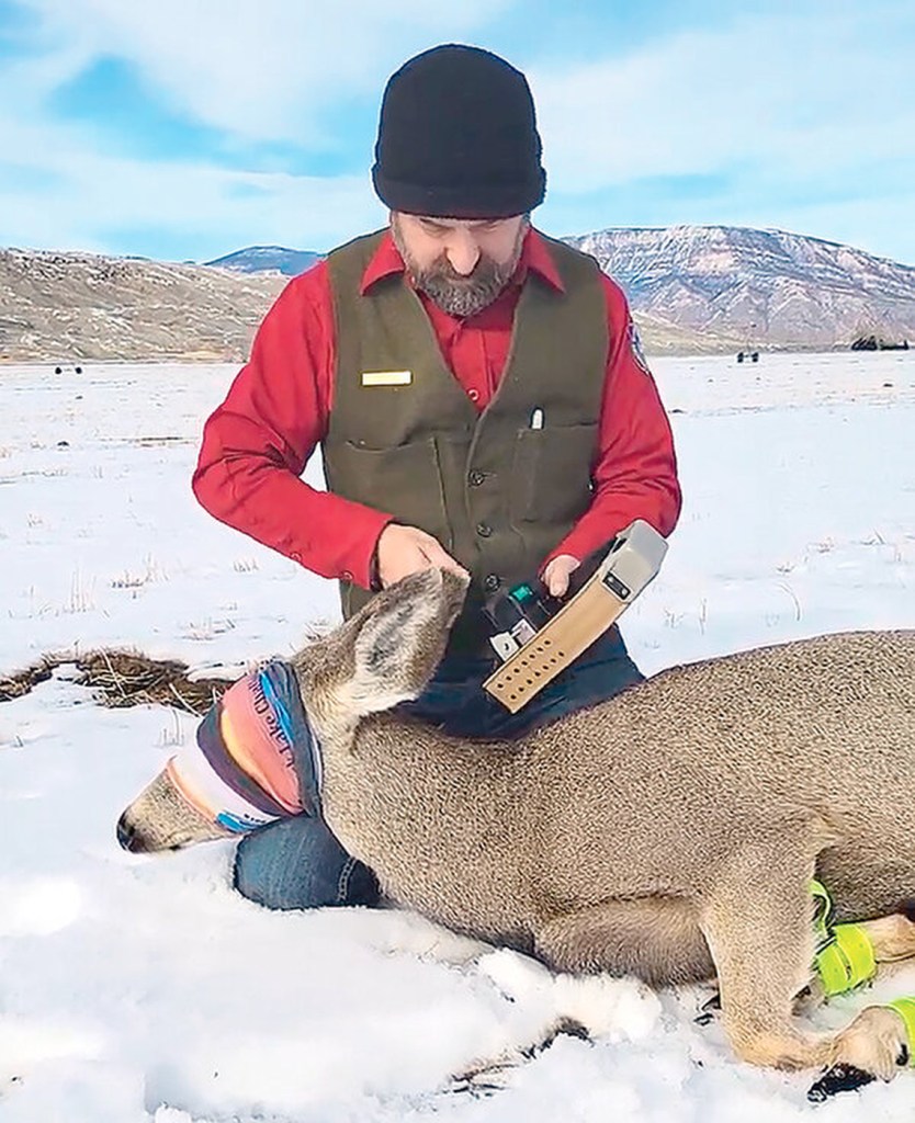 Tony Mong collaring a mule deer