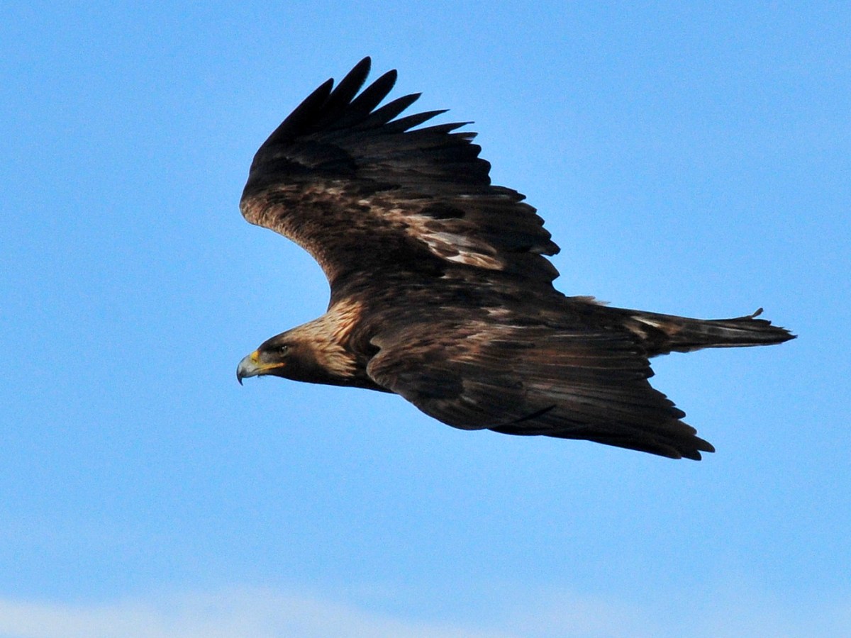 Burgum and Rollins ordered ‘immediate action’ to protect Wyoming woolgrowers’ lambs from golden eagles