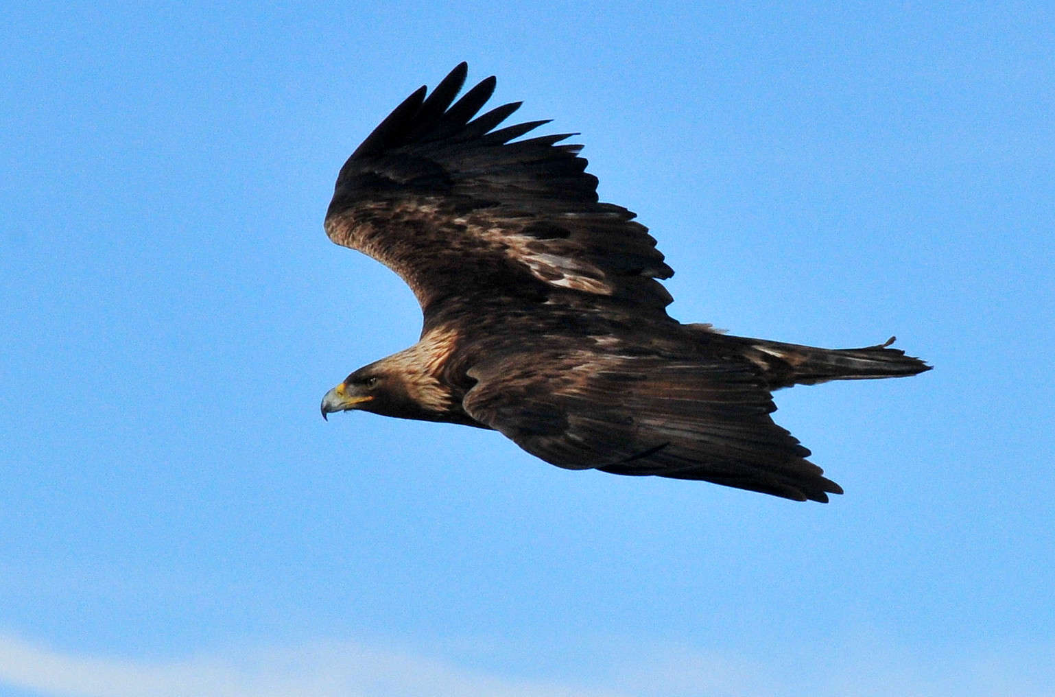 Trump administration ordered ‘immediate action’ to protect Wyoming woolgrowers’ lambs from golden eagles