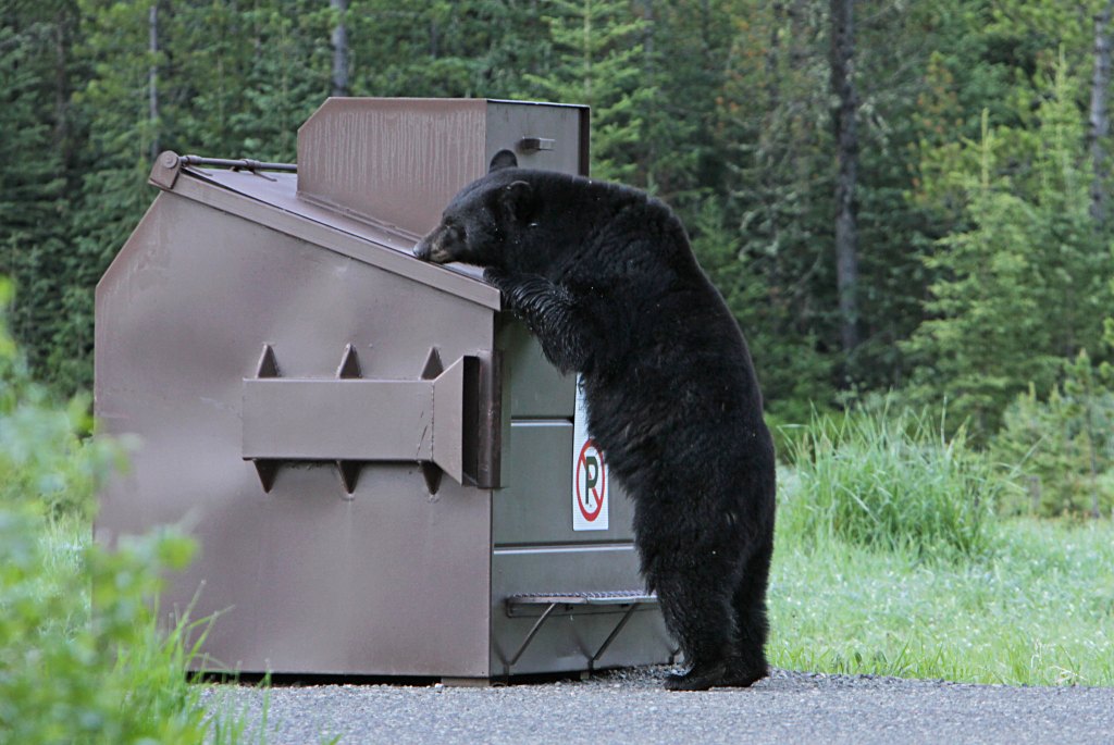 Drought leads to ‘unprecedented’ black bear conflicts in Wyoming