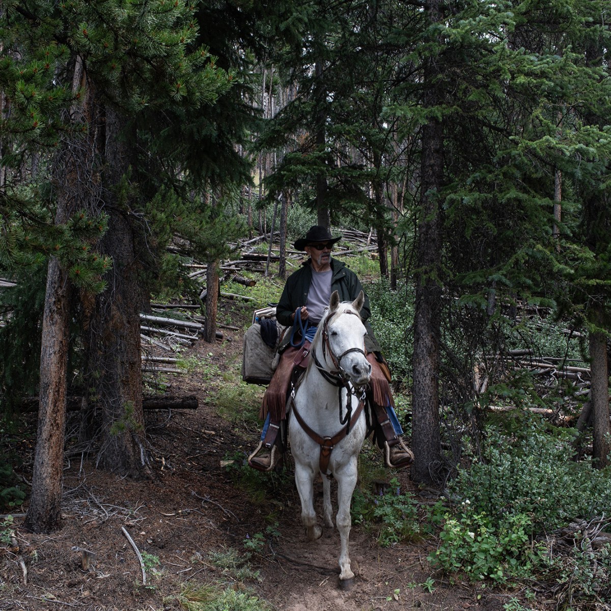What politicians could learn from horses
