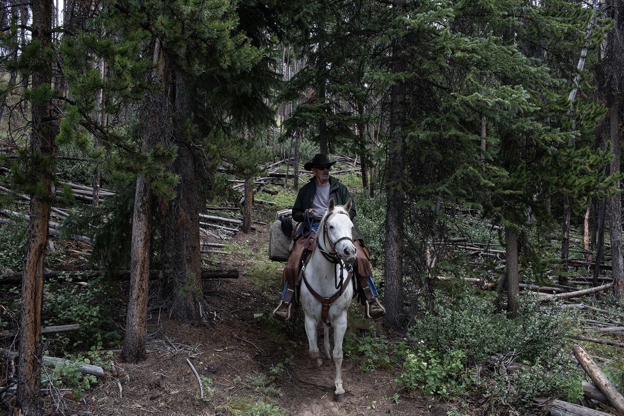 What politicians could learn from horses