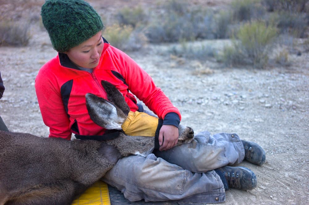 Researcher with doe mule deer
