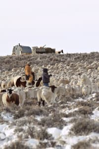 Sheepherders move sheep on Shaun Sims' ranch. Should the new H-2A rules go into effect, traditional sheep grazing would "cease to exist — instantly," Sims said. (Courtesy Lacee Sims)