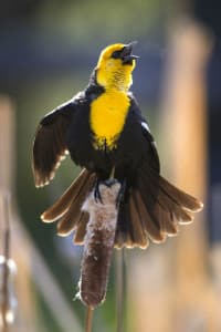 Spring is a great time to photograph waterfowl and songbirds as they return from their wintering areas to the south. Wetlands and riparian areas are typically loaded with a variety of species and the birds are in their most colorful breeding plumage. (courtesy Mark Gocke)