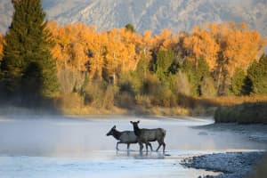 Watching these elk for days helped Mark Gocke anticipate when and where they would cross the Snake River and allowed him to set up for a shot with a nice background. (courtesy Mark Gocke)