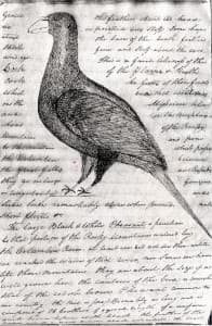 William Clark drew this picture of a greater sage grouse while on his famous voyage across the continent. (Missouri Historical Society