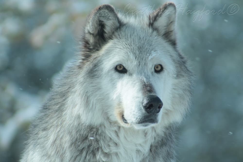The Hayford family found their elusive wolves on a recent spring-break road trip around Yellowstone National Park. (Cindy Hayford)