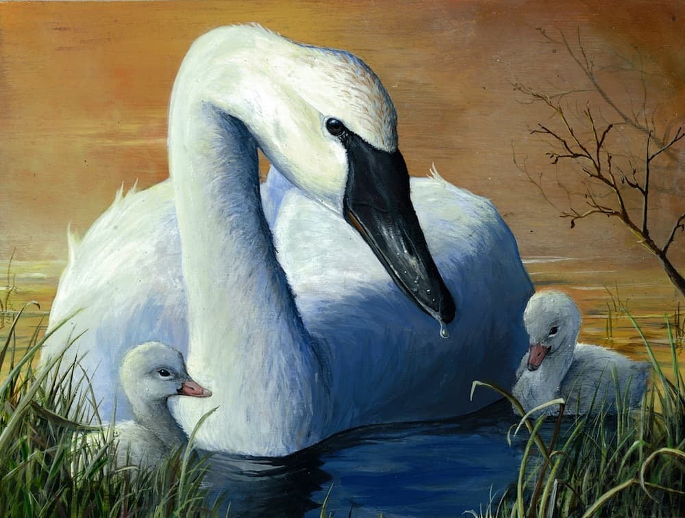 Andrew Kneeland placed second in the 2014 National Junior Duck Stamp contest with his painting of swans. (Courtesy Andrew Kneeland)
