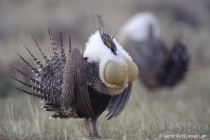 An adult male Greater Sage-Grouse (Centrocercus urophasianus) struts on a lek in Fremont County, Wyoming in April. The birds make a unique drumming sound as part of their mating display. (Courtesy Gerrit Vyn)