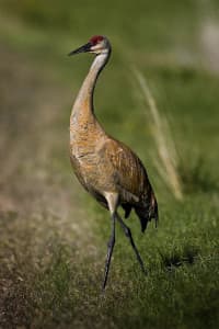 The Ucross ranch in northeast Wyoming is home to many birds such as the sandhill crane. Ucross was recently recognized as an “Important Bird Area” by Audubon. (photo by Ernesto Scott)