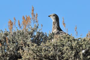 A greater sage grouse is seen near the Seedskadee National Wildlife Refuge in southwest Wyoming. During public comment on Wednesday, former Wyoming Gov. Dave Freudenthal requested that a boundary be moved in the Seedskadee core area to not include a portion of FMC Corp.'s trona mine. (photo by Tom Koerner/USFWS)