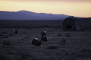 A new documentary airing next week showcases the lives of sage grouse and what they face to survive in sagebrush ecosystems. (Courtesy Gerrit Vyn)
