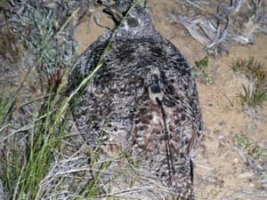 A sage grouse hen with a camouflaged GPS tracking monitor on her back protects a chick under her back left wing. Researchers at the Chokecherry and Sierra Madre wind project have tagged about 370 sage grouse with the GPS "backpacks." Photo courtesy of Power Company of Wyoming.