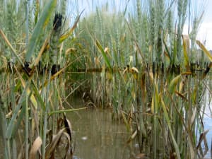 Oil coats a crop of winter wheat at the high water mark at Yellowstone River Wildlife Management Area, near Billings, Montana after the 2011 Silvertip spill. (Sarah Clune/Flickr Creative Commons)