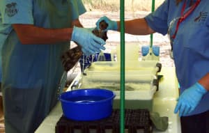 A male Cooper’s hawk (Accipiter cooperii) receives a thorough cleaning to remove oil threatening the bird’s health from International Bird Rescue staff at a bird rehab center in Billings, Mont., July 18. The bird of prey’s habitat intersects with areas affected by the Silvertip oil spill, which released approximately 1,000 barrels of oil into the high-flowing Yellowstone River July 1. The bird recovered from the oiling following the cleaning and was released into suitable non-oiled habitat in Montana. (USFWS/Flickr Creative Commons)