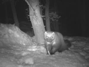 Researchers focus on where female wolverines are located to get the best indication of their range in Wyoming. This wolverine was photographed in the Wind River Mountains. (courtesy Meghan Riley)