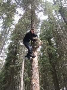 A member of Wyoming's wolverine research team "hangs bait" in a remote northwest region of the state. (courtesy Meghan Riley)