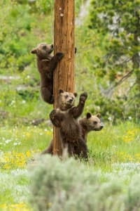 Following their mother's lead, 399's triplets climb and scratch against a utility pole, leaving behind their scent. (Tom Mangelsen)