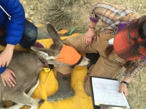 University of Wyoming researchers collared a mule deer doe they named "Jet" with a GPS unit that upload coordinates to a website every few hours. (Wyoming Migration Initiative)