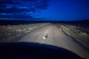 Greater sage grouse, like this one near a gas field, are akin to a deer in the headlights, requiring human benevolance to stay alive. WyoFile readers in 2015 learned of important debates that took place before the U.S. Fish and Wildlife Service said the bird would not be listed as a threatened or endangered species. (Angus M. Thuermer Jr./WyoFile)