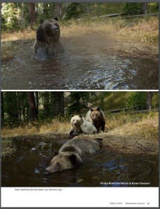 The latest issue of Yellowstone Science includes an entertaining report and camera-trap pictures of a bear bathtub. National Geographic photographer Michael Nichols and Bozeman, Montana shooter Ronan Donovan documented the scene. Biologists discovered the bathtub when searching for a lost radio collar. (Yellowstone Science)