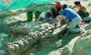 Excavators collecting an apatosaurus tail section at the Howe Dinosaur Quarry near Shell. (Photo courtesy of Cliff Manuel) 
