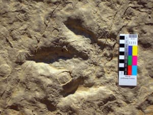 The Bighorn Basin near Shell is full of fossilized dinosaur remains, including footprints (photo courtesy of Michael Brett-Surman)