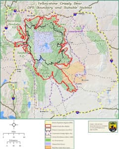 Grizzly management after federal protection ends will vary according to where bears live. Federal officials are preparing to define a new conservation strategy and other rules to guide management once Yellowstone-area bears are no longer protected by the Endangered Species Act. When those rules are finalized, states would be free to allow grizzly hunting within some limits. (U.S. Fish and Wildlife Service)