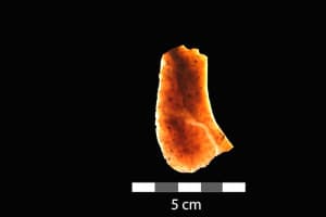 Residue found on this ancient stone cutting tool was found to contain elephant blood protein. (Todd Surovell) 