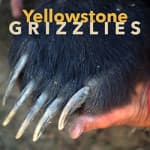 Yellowstone Grizzlies Logo-jpg-250x250-72dpi