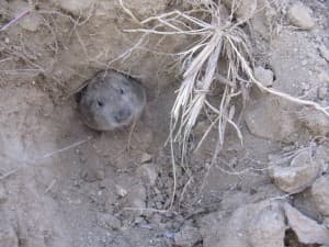 3-ounce mammals that live underground in remote locations are difficult to count. (Courtesy Wyoming Natural Diversity Database)
