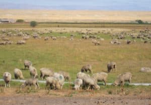 Sheep grazing near Pavillion. Area resident Louis Meeks told WyoFile his granddaughter grazes sheep on his property, and he gives them treated water delivered to his house by the state. (photo by Dustin Bleizeffer/WyoFile)