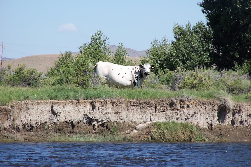 A cow grazes near a stream in Wyoming. Western Watersheds Project says public lands grazing raises e coli levels above standards set under the Clean Water Act. (Flickr Creative Commons/Steve Stevens)