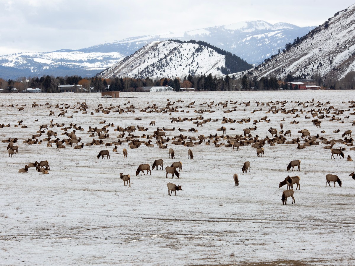 National Elk Refuge fields questions about what feeding elk could mean for Jackson Hole’s water
