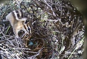 A camera catches a chipmunk in a song bird’s nest in May 2015. 