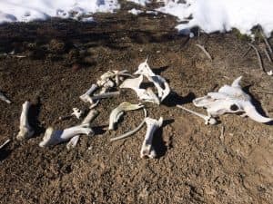 Bones from a bison lie in Yellowstone National Park’s backcountry. Exploring the park on skis offers a chance to take in sights like this that would be missed on a snowmobile or in a snowcoach. (Kelsey Dayton/WyoFile)