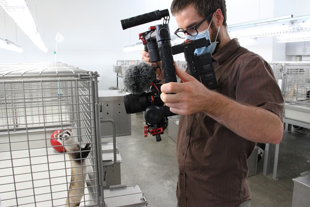 “Ferret Town” tells the story of a species’ fight for survival