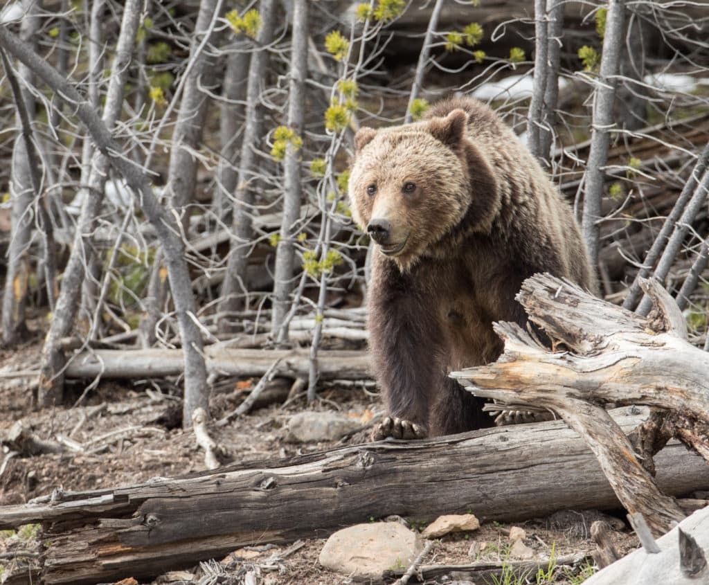 Yellowstone-area grizzly bears have stopped expanding their range