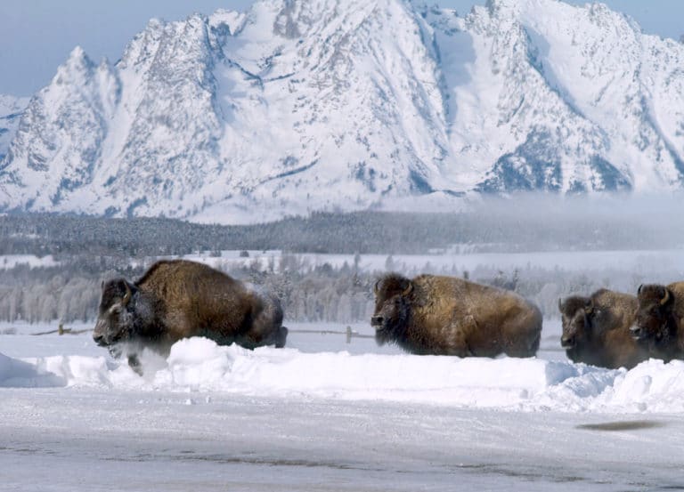 Females lead herd out of buffalo standoff WyoFile