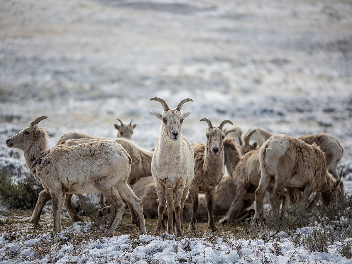 The silence of the wild lambs