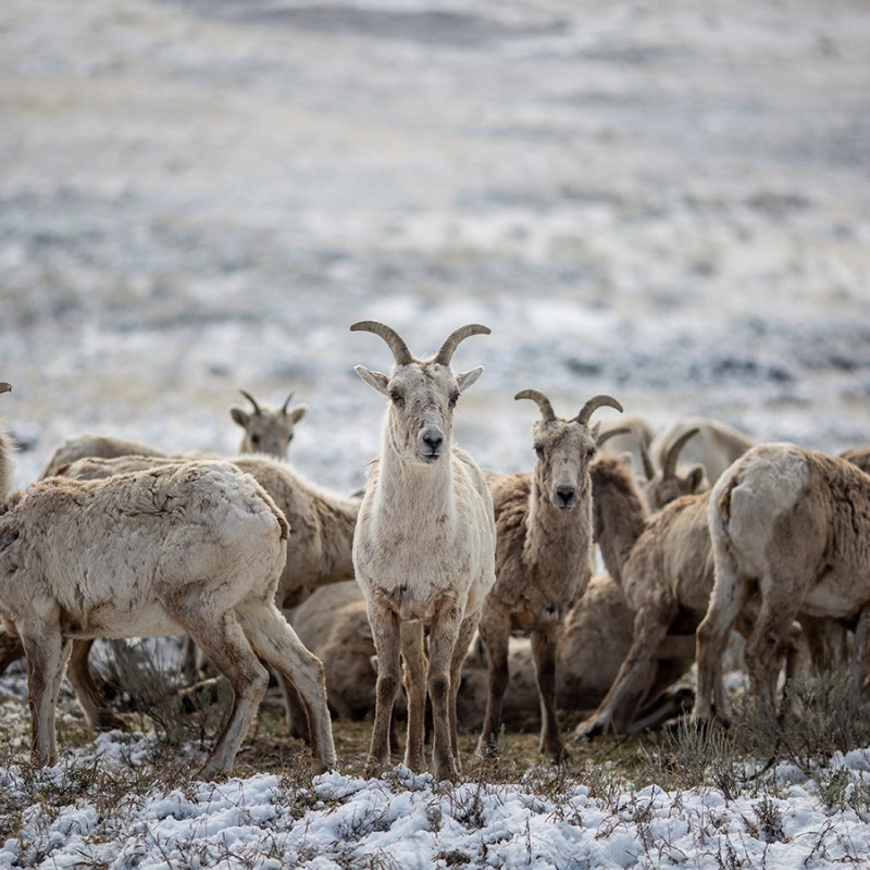 The silence of the wild lambs