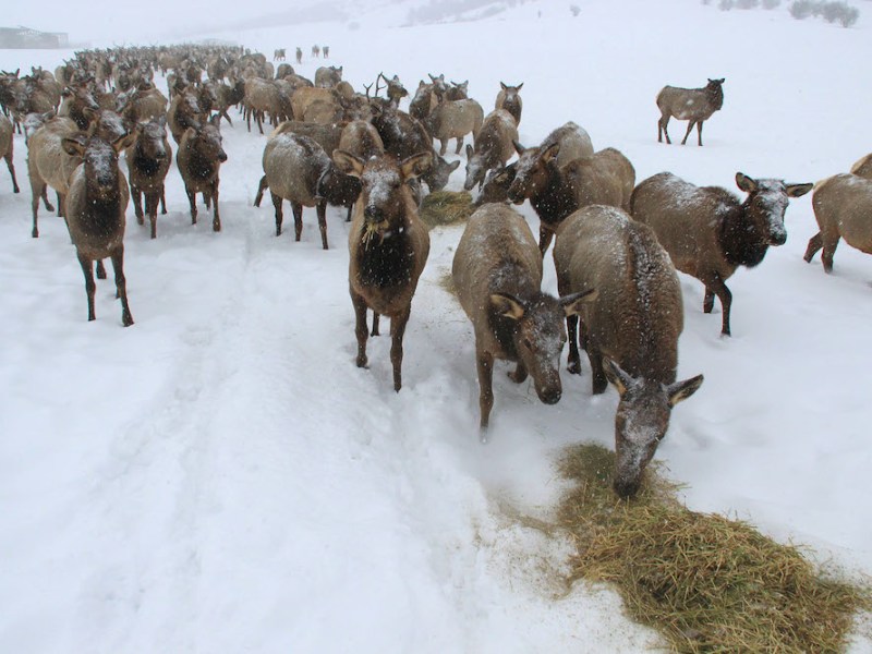 ‘Absolutely concerning’: More CWD-killed elk found at second Wyoming feedground